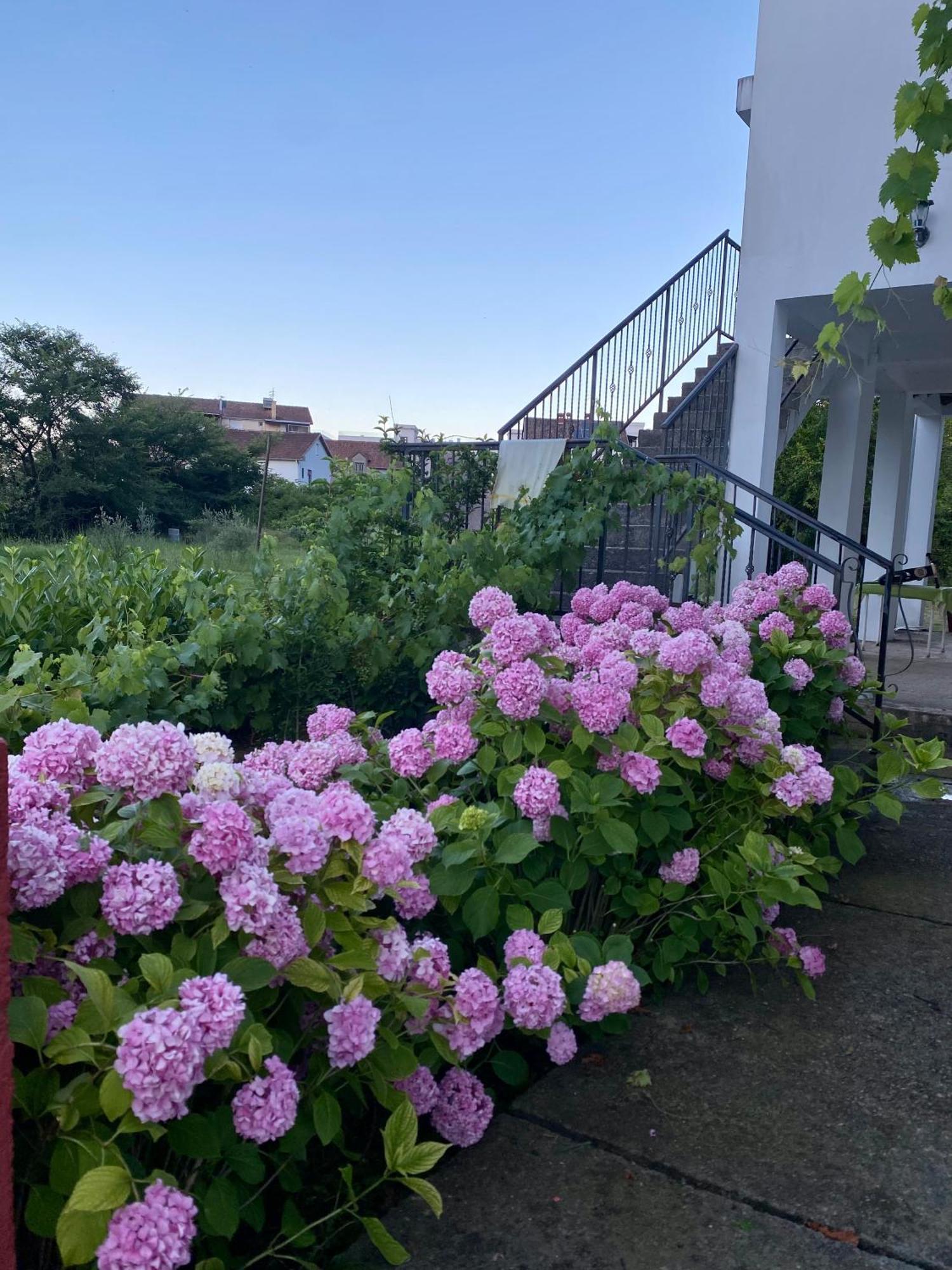 Apartmani Dragana Herceg Novi Exterior foto