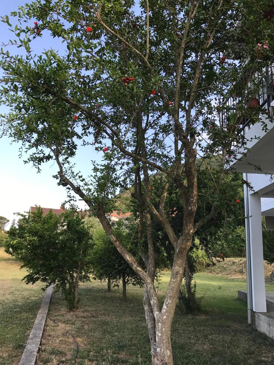 Apartmani Dragana Herceg Novi Exterior foto
